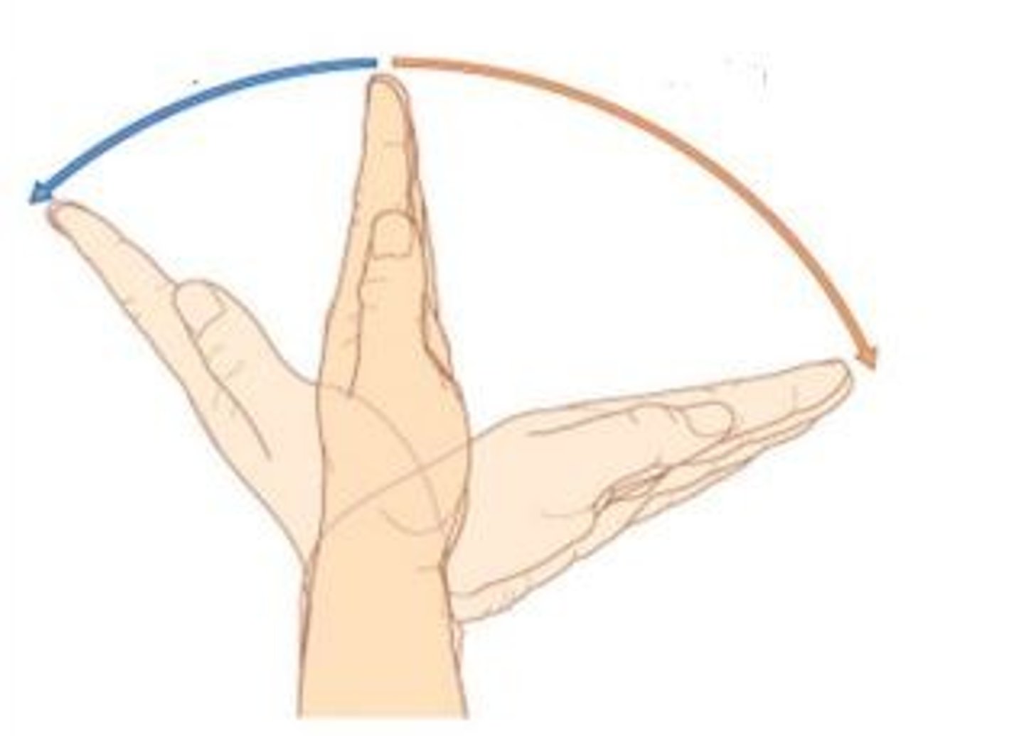 <p>Blue arrow = Extension</p><p>Orange arrow = Flexion</p>