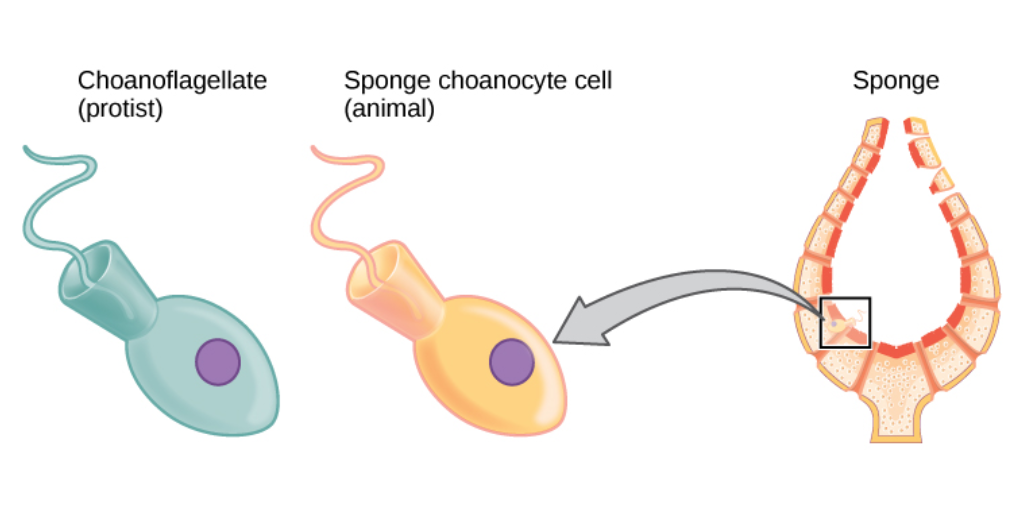 <p>Flagellated collar cells filtering food particles. These tell us that the sponges evolved from choanoflagellates.</p>