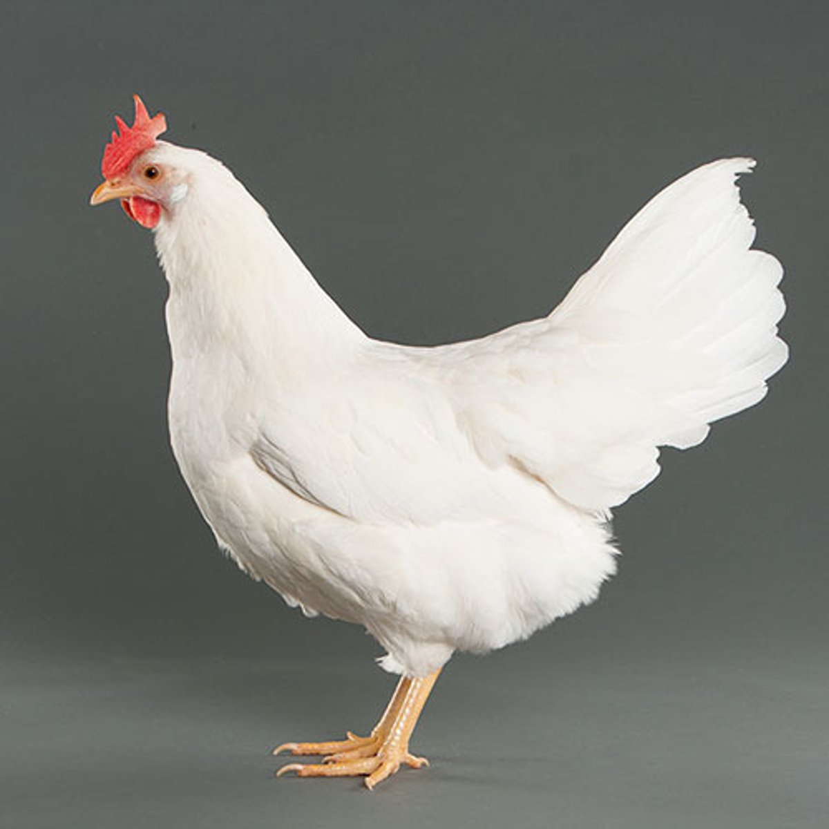 <p>- Can be white, brown, red, or bronze</p><p>- Small size, early maturing, and light muscled body type</p><p>- Single comb and lays white eggs</p><p>- Layer lines are are prominent</p>