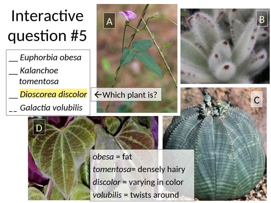 <p>Practice Question (Bio Classification) - What Plant is this ?</p>