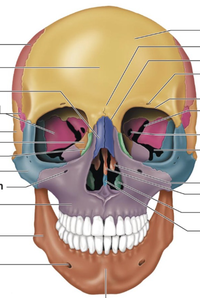 <p>Very front above eyes</p><p>(yellow part in this diagram)</p>