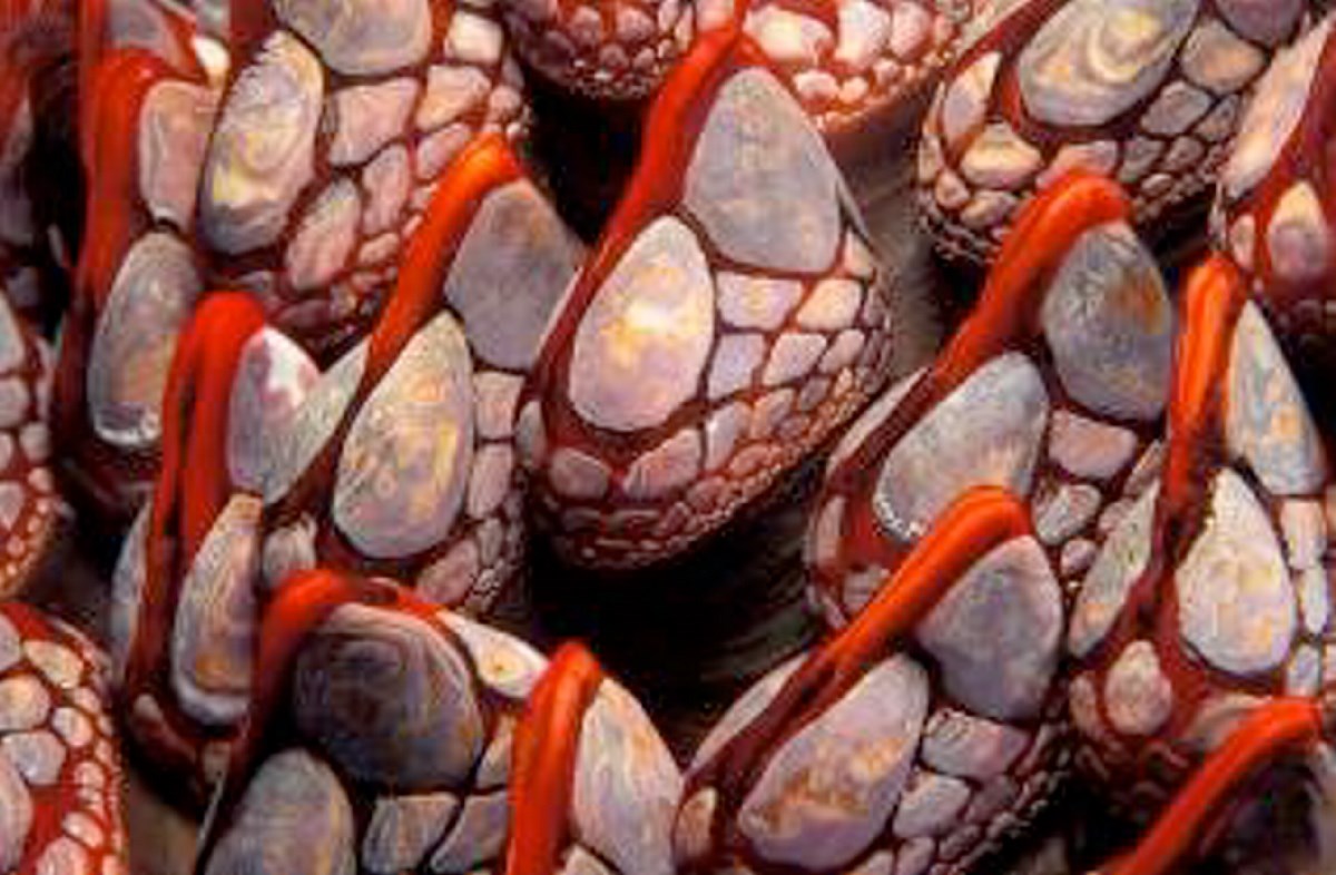 <p>Gooseneck Barnacle</p>