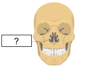 <p>What part of the nasal bone is this?</p>