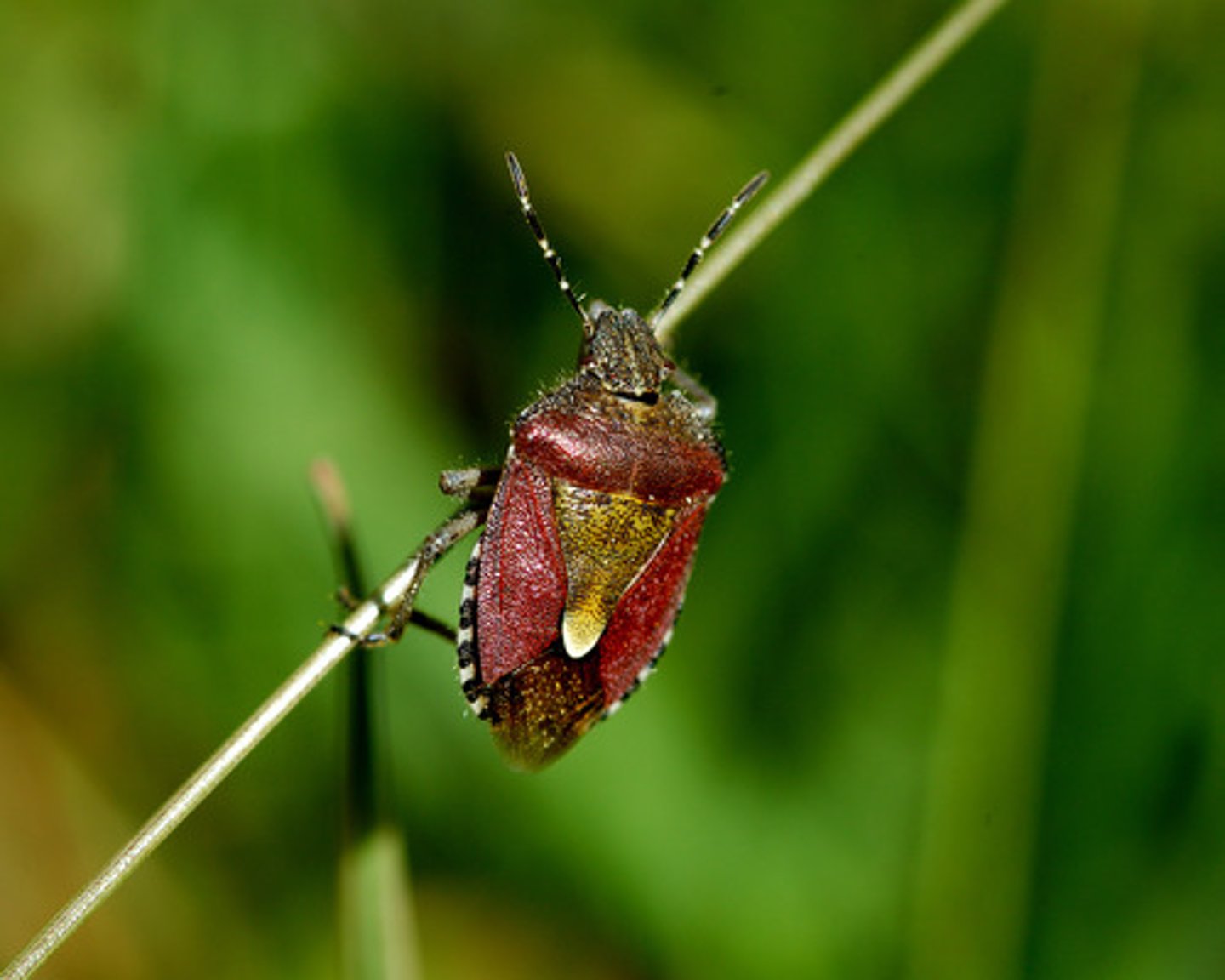 <p>ŘÁD- česky, latinsky</p><p>Podřád-česky latinsky</p><p>Infrařád-/</p><p>Čeleď-/</p><p>rod-/</p><p>druh-česky</p><p>(všudepřítomná, často na malinách a ostružinách vypouští)</p>