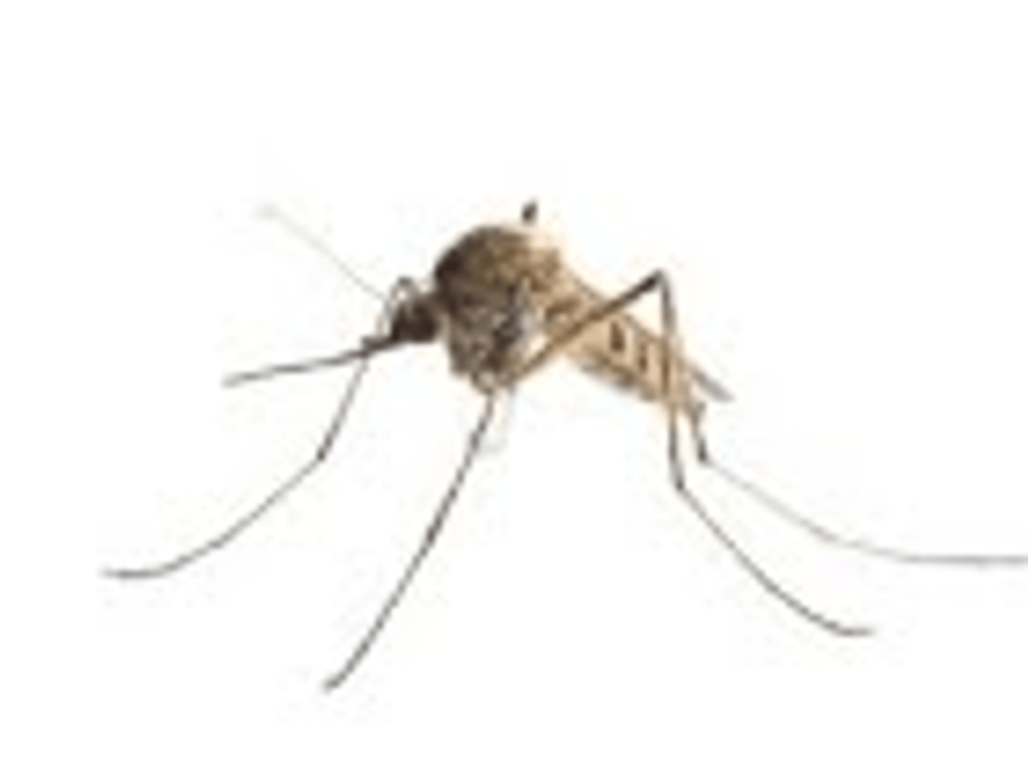 <p>encephalitis and west nile virus</p>