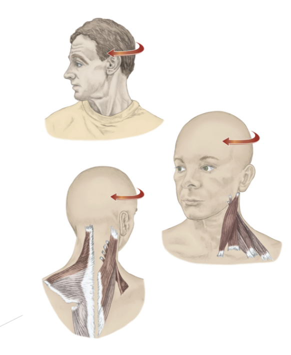Cervical Rotation