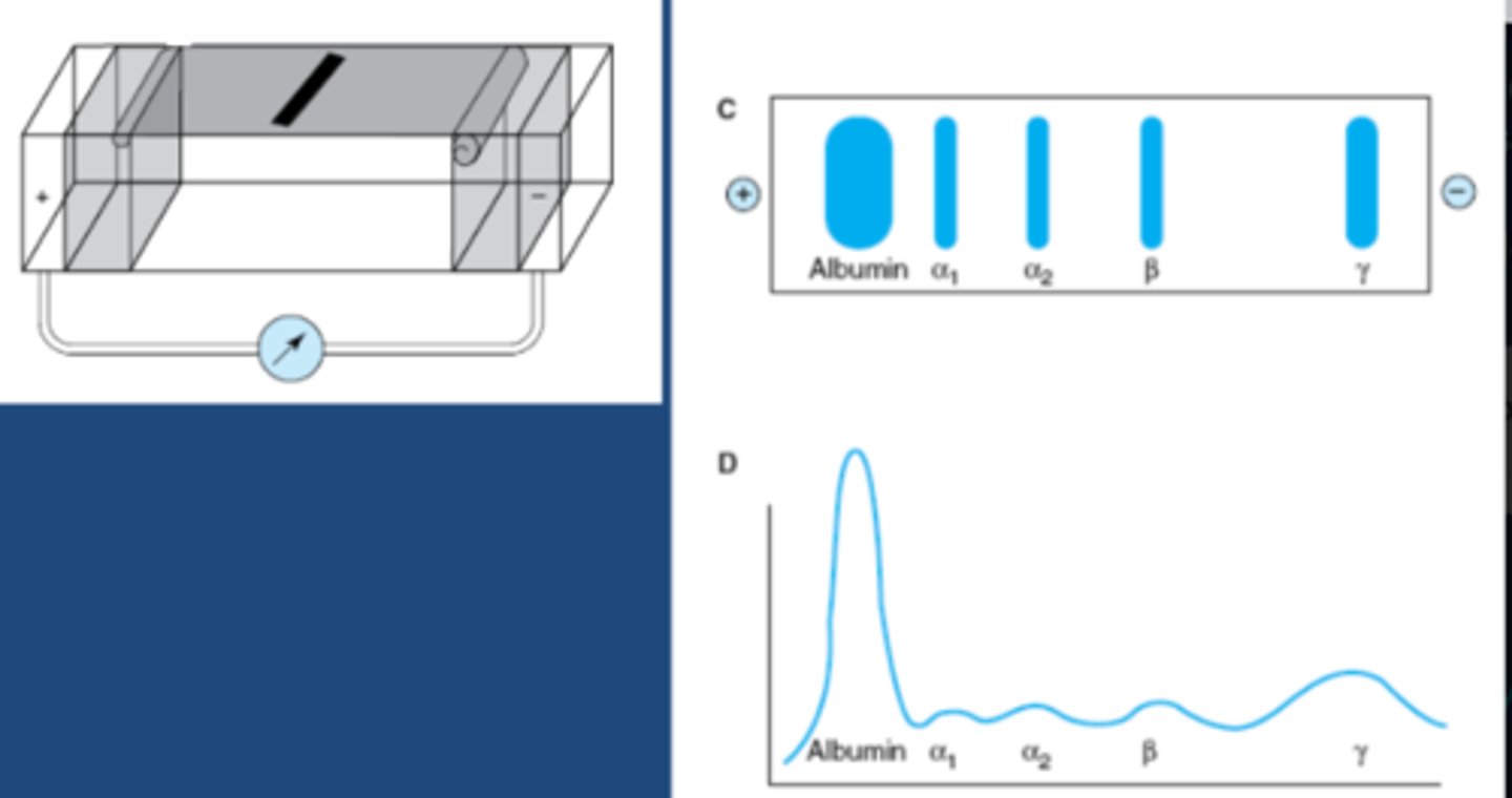 Biochemistry Yr2 Isoelectric Point, Electrophoresis, Electrophoretic