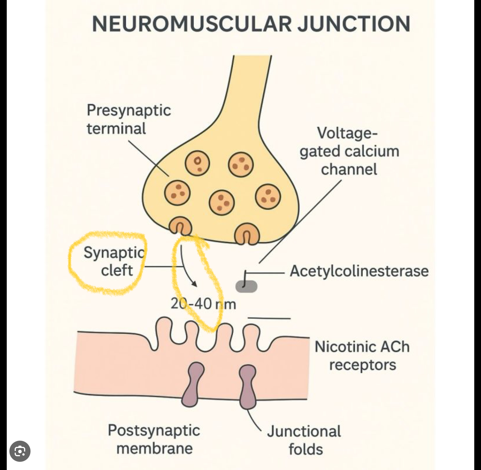 <p>A small gap that separates the membrane of the neuron and the membrane of the muscle fiber</p>