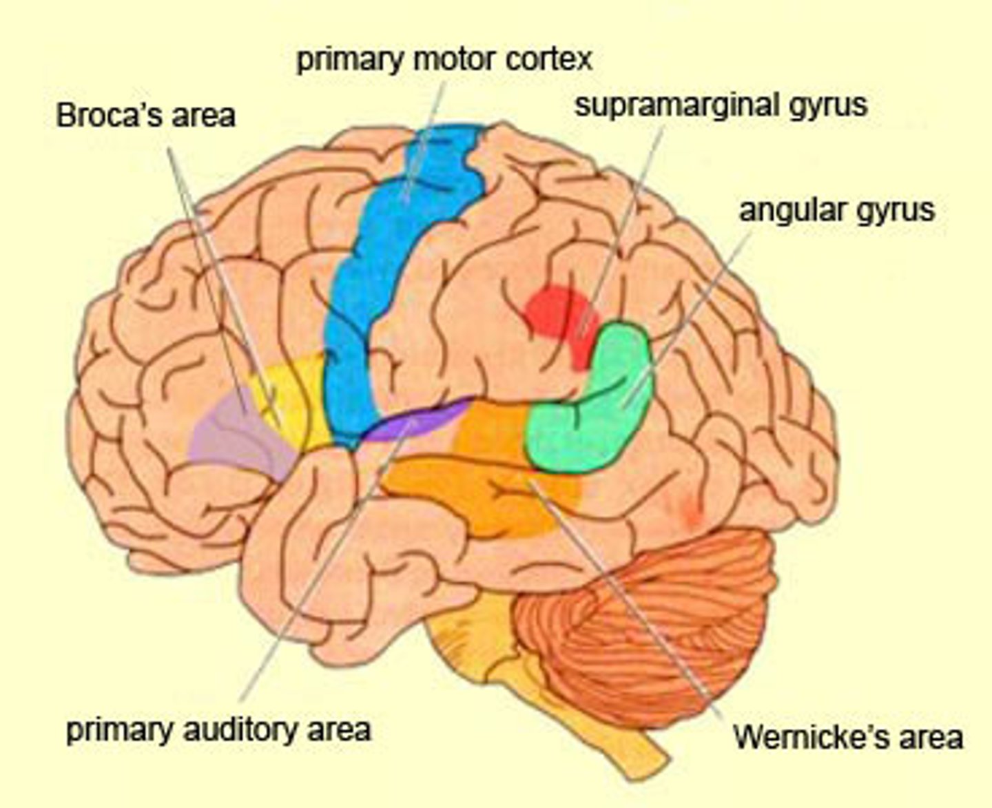<p>Important for planning, decision making, etc.</p><p>Contains important speech structures, such as Broca's, primary motor cortex (aka motor strip. controls voluntary movements) and the supplementary motor cortex (helps with motor planning of speech)</p>