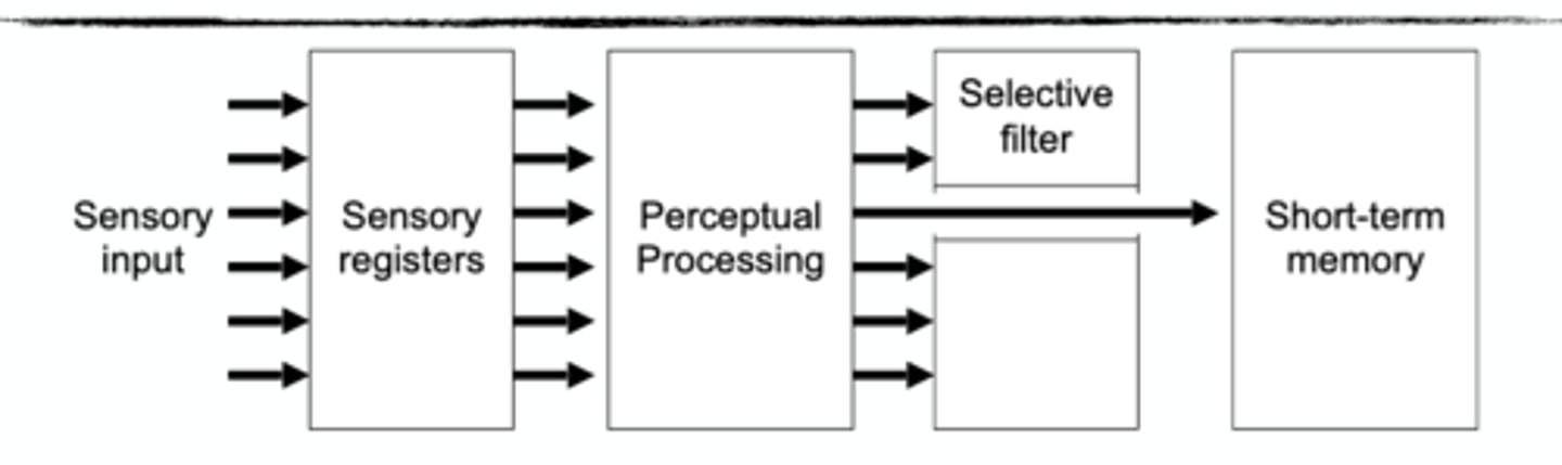 <p>all sensory input is processed in parallel up to high level and filtering occurs later</p><p>stimuli processed for meaning before selected based on relevance</p>