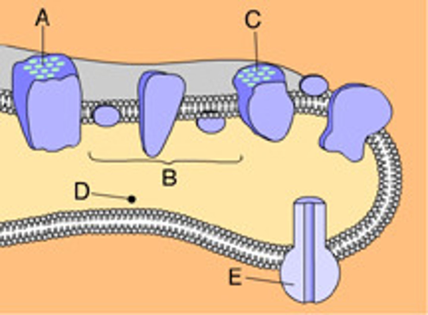 <p>Energy-coupling reaction that creates H+ gradient in the membrane necessary for the production of ATP through chemiosmosis or oxidative phosphorylation</p><p>- Energy released from the exergonic flow of electrons is used to pump protons across the membrane to create a proton gradient</p><p>- Electrons flow down the chain from one carrier molecule to the next in a series of redox reactions</p><p>- The final hydrogen (H+) acceptor in the chain is oxygen (H2+1/2O2 --&gt; H2O) / Water is the waste product and is exhaled</p>