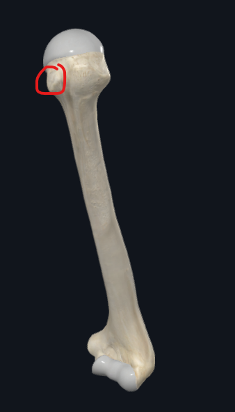<p>What is this part of the humerus called?</p>