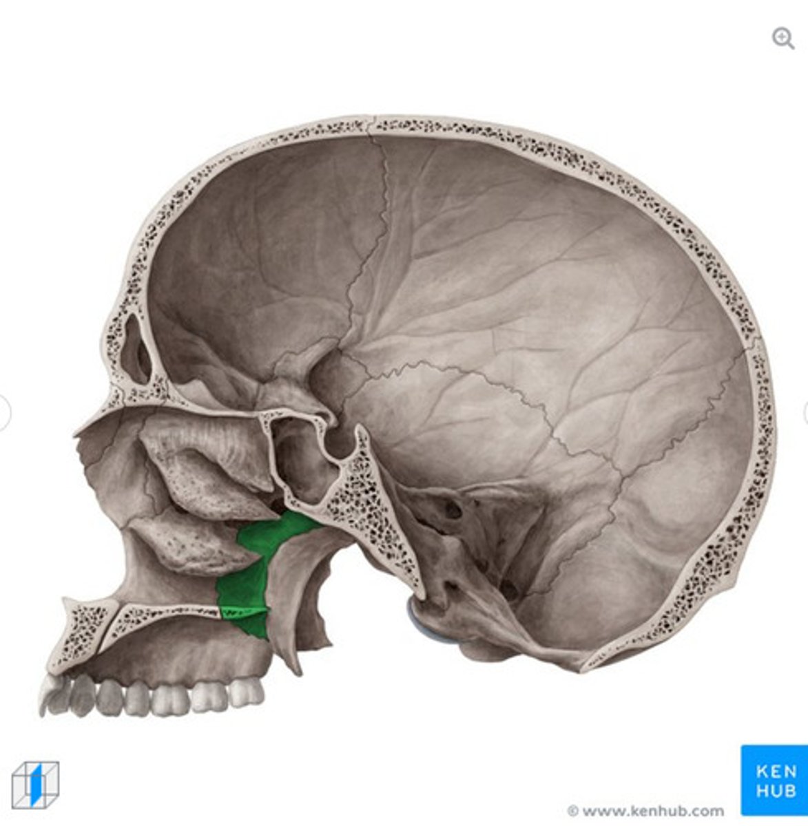 <p>What bone is this?</p>