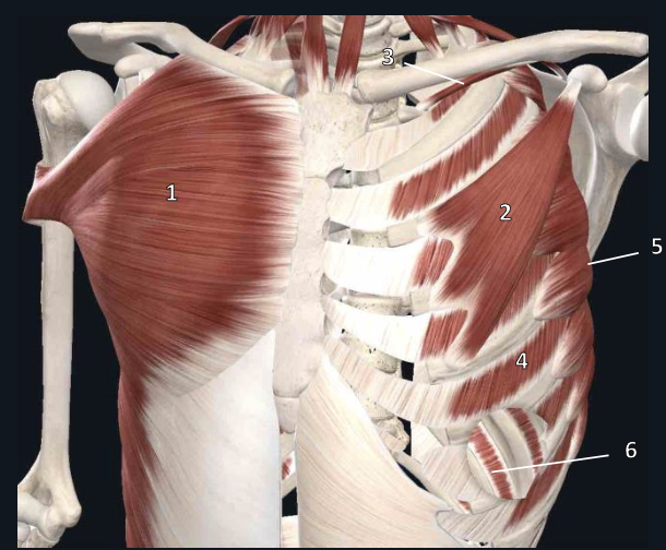 <p>name structure #4</p>