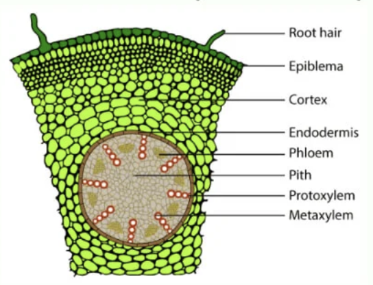 <p>monocot or dicot? what is it?</p>