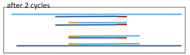 <p>products are defined by primers on one side and template on the other</p>