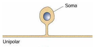 <p>one nerve process that extends from the cell body (axon that extends into dendrites, sensory ganglia, and dorsal root ganglia)</p>