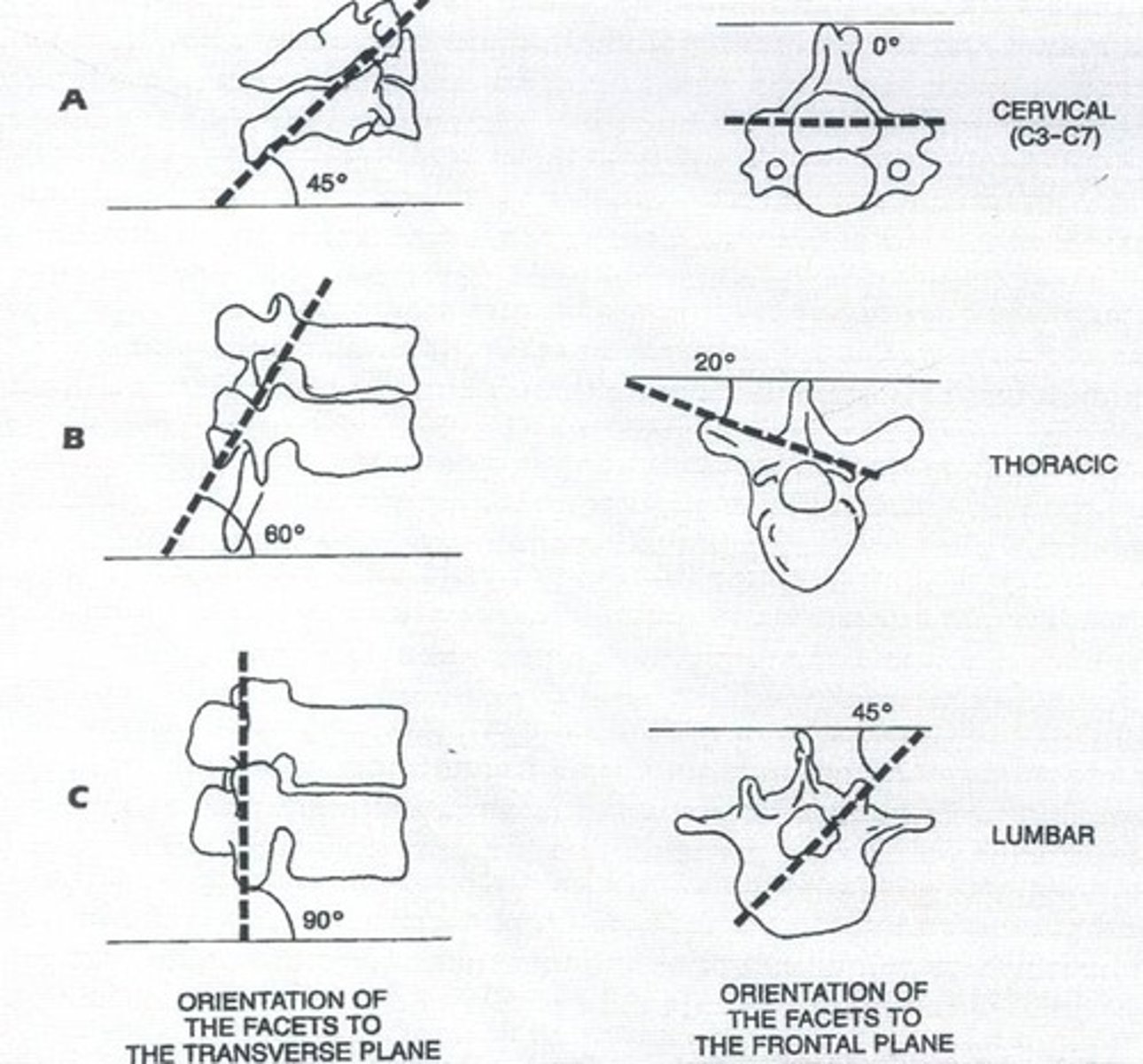 <p>dictates the allowed movement of the spine (facet joints)</p>