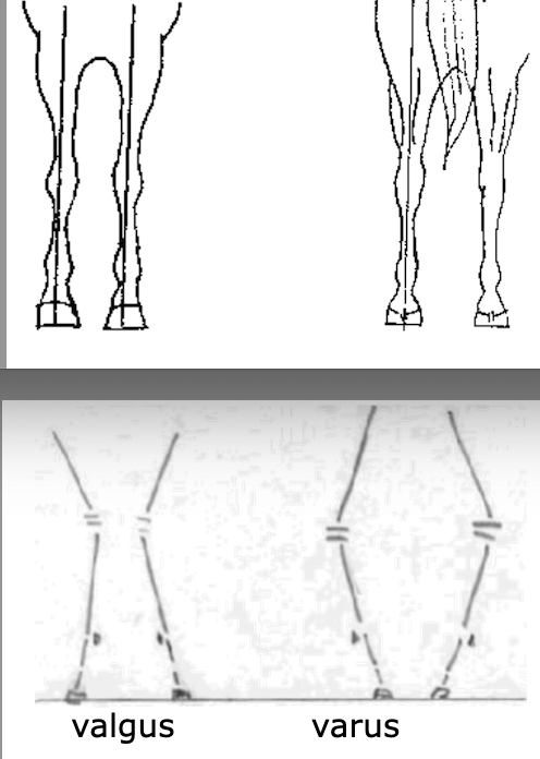 <p>Ideal conformation front to rear = when view directly from front or back plumb line dropped from shoulder or tuber ischii divides the leg in 2 symmetrically</p><p>observe 2 main characteristics: 1) Base (wide/narrow), 2) Limb Axis (straight, outward turning=valgus deformity, inward turning=varus deformity)</p>