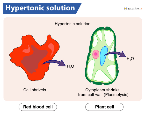 <p>A solution with a higher solute concentration than the cell. This causes water to exit the cell, leading to shrinkage or crenation. </p>