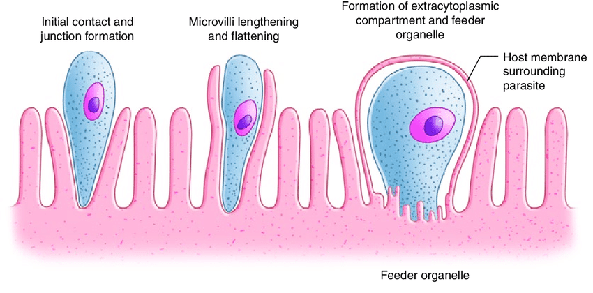 <p>Intestine, located intracellularly, but with extracytoplasmic location</p>