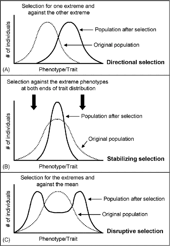 <p></p><p>Describes changes in population genetics in which extreme values for a trait are favored over intermediate values. In this case, the variance of the trait increases, and the population is divided into two distinct groups.</p><p></p>