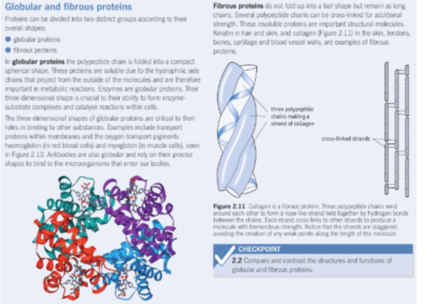 <p>Globular protein:</p><p>Compact spherical shape, hydrophilic side chains on outside mean they are soluble. </p><p>-Unique 3D shape enables specific active site for enzymes</p><p>Fibrous protein</p><p>Insoluble protein, long polypeptide chains cross linked for additional strength. Held together by hydrogen bonds.</p><p>-Cross linking of chains & winding structure of strands allows structural strength in proteins like collagen.</p><p>Typically no tertiary structure as most fibrous proteins only have one secondary structure </p>