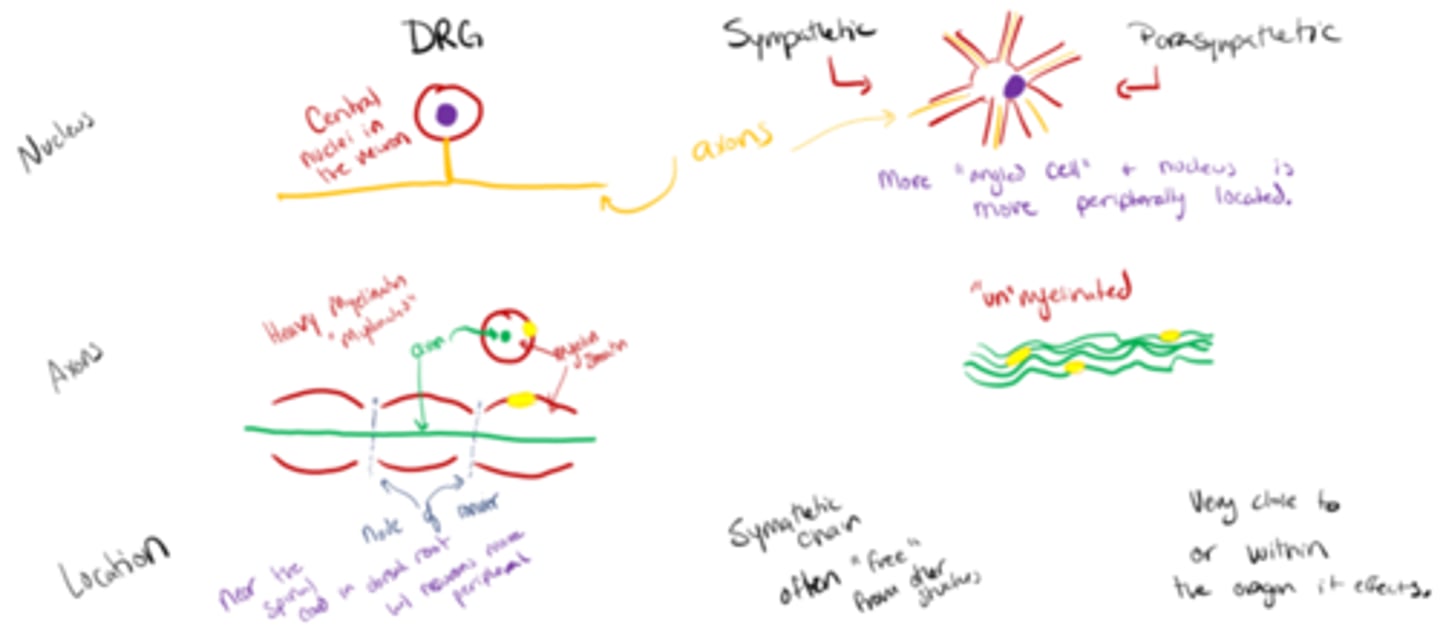 <p>note this slide about the differences in DRG vs sympathetic/parasympathetic neurons...</p><p>...like, if you want to</p>