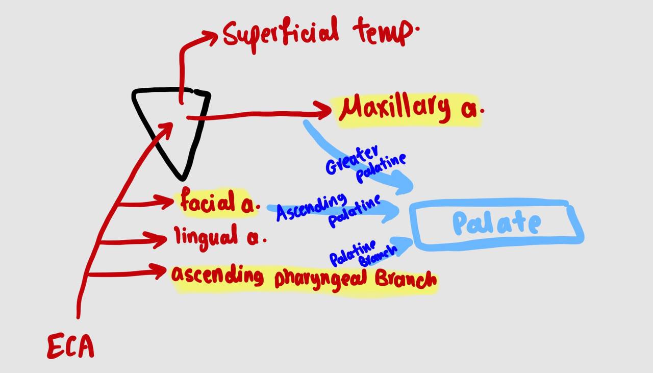 <p>Greater palatine artery: branch from maxillary a.</p><p>2- Ascending palatine artery: branch from facial a.</p><p>3- Palatine branch of ascending pharyngeal a.</p>