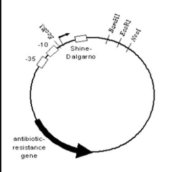 <p>No</p><p>The plasmid provides the needed reeded regulatory signals</p>
