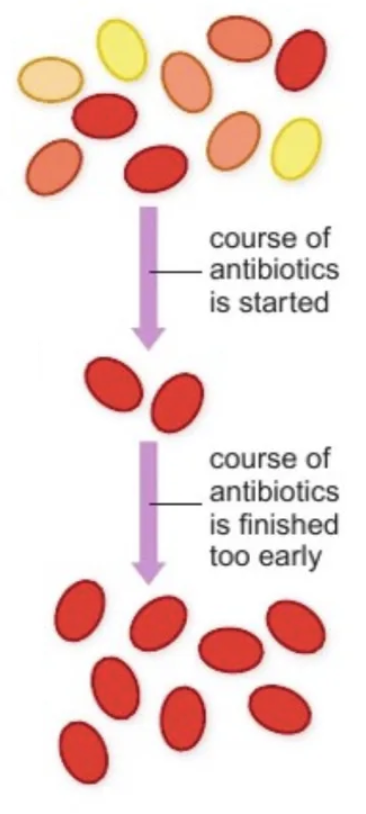 <ol><li><p>Variation</p></li><li><p>Antibiotic → Competition</p></li><li><p>Less resistant = first to die, then medium</p></li><li><p>Most resistance survive + reproduce</p></li><li><p>Resistance passed on to offspring</p></li><li><p>Population of antibiotic-resistant bacteria</p></li></ol><p></p>