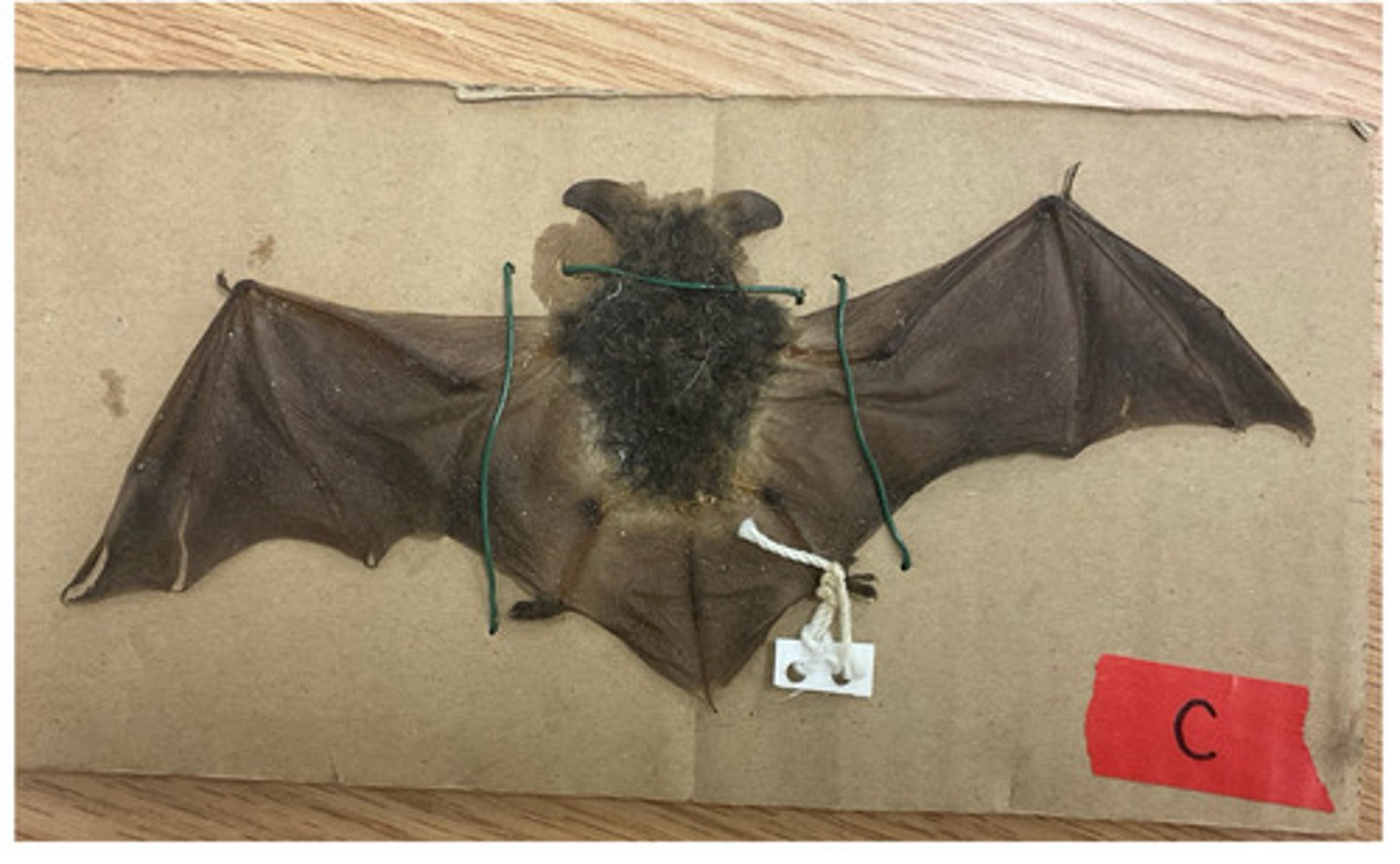 knowt flashcard image