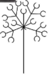 <p>Cymes inflorescence</p>