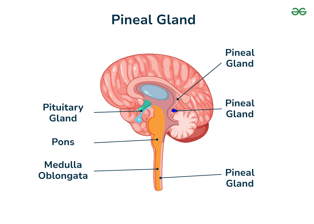 <ul><li><p class=""><strong>Location:</strong> Near the center of the brain, between the two hemispheres, in a groove where the two halves of the thalamus join.</p></li><li><p class=""><strong>Function:</strong> Secretes melatonin, regulating sleep-wake cycles.</p></li></ul><p></p>