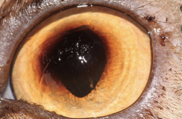 <p>cats will often develop sequestrum post grad keratotomy</p>