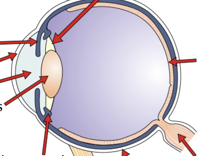 <p><strong>The eye</strong></p><p>Label this eye</p>