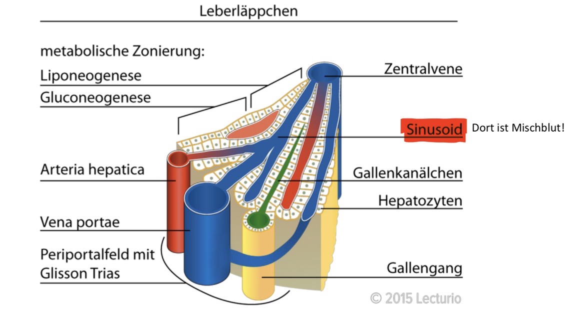 <p>Azini sind die anatomischen Grundstruktur der Leber. Im Mikroskop ist es eine 6eckige Struktur. In der mitte ist eine zentralvenen und an den sechs ecken je ein Glisson Trias. Der Blutfluss:</p><ol><li><p>Blut kommt von der Glisson-Trias</p></li><li><p>fließt durch die Sinusoide → hier fliesst Mischblut. Dies kommt in Kontakt mit Hepatozyen</p></li><li><p>sammelt sich in der Zentralvene</p></li><li><p>Lebervene</p></li><li><p>V. cava inferior</p></li><li><p>Herz</p></li></ol><p></p><p>Es fliesst von aussen nach innen</p><p></p><p></p>