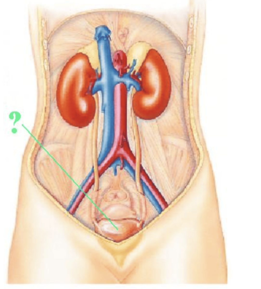 <p>urinary bladder</p>