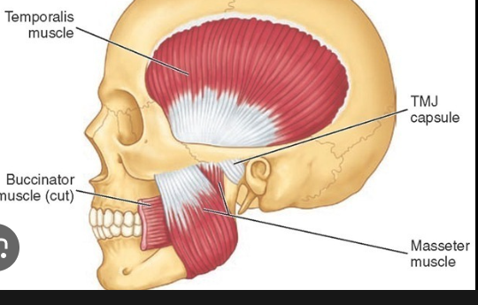 <p>• Origin: <strong><mark data-color="red">Zygomatic arch </mark></strong></p><p>• Insertion:<mark data-color="purple"> </mark><strong><mark data-color="blue">Lateral side of mandibular ramus </mark></strong></p><p>• Action:<strong> <mark data-color="green">Elevates and pushes mandible anteriorly; closes jaw</mark></strong></p>