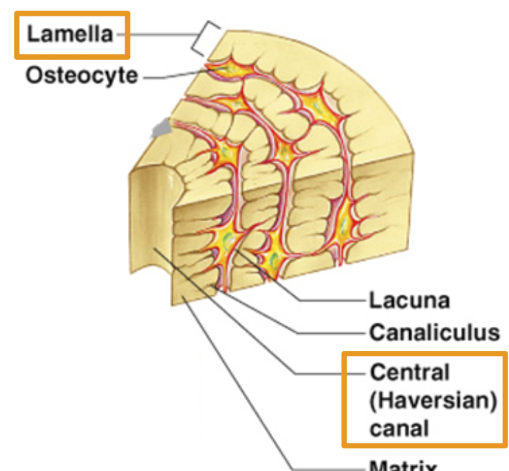 <p><span style="font-family: &quot;Trebuchet MS&quot;, sans-serif">Openings for blood vessel to move through bone.</span></p>