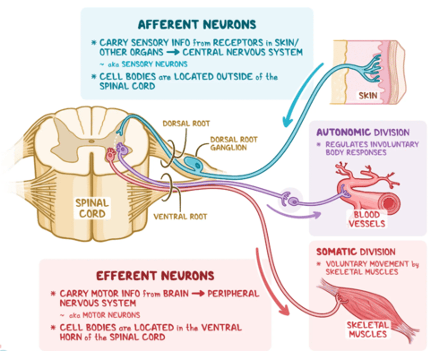 <p>Afferent (has sensory neurons which move towards the body)</p>