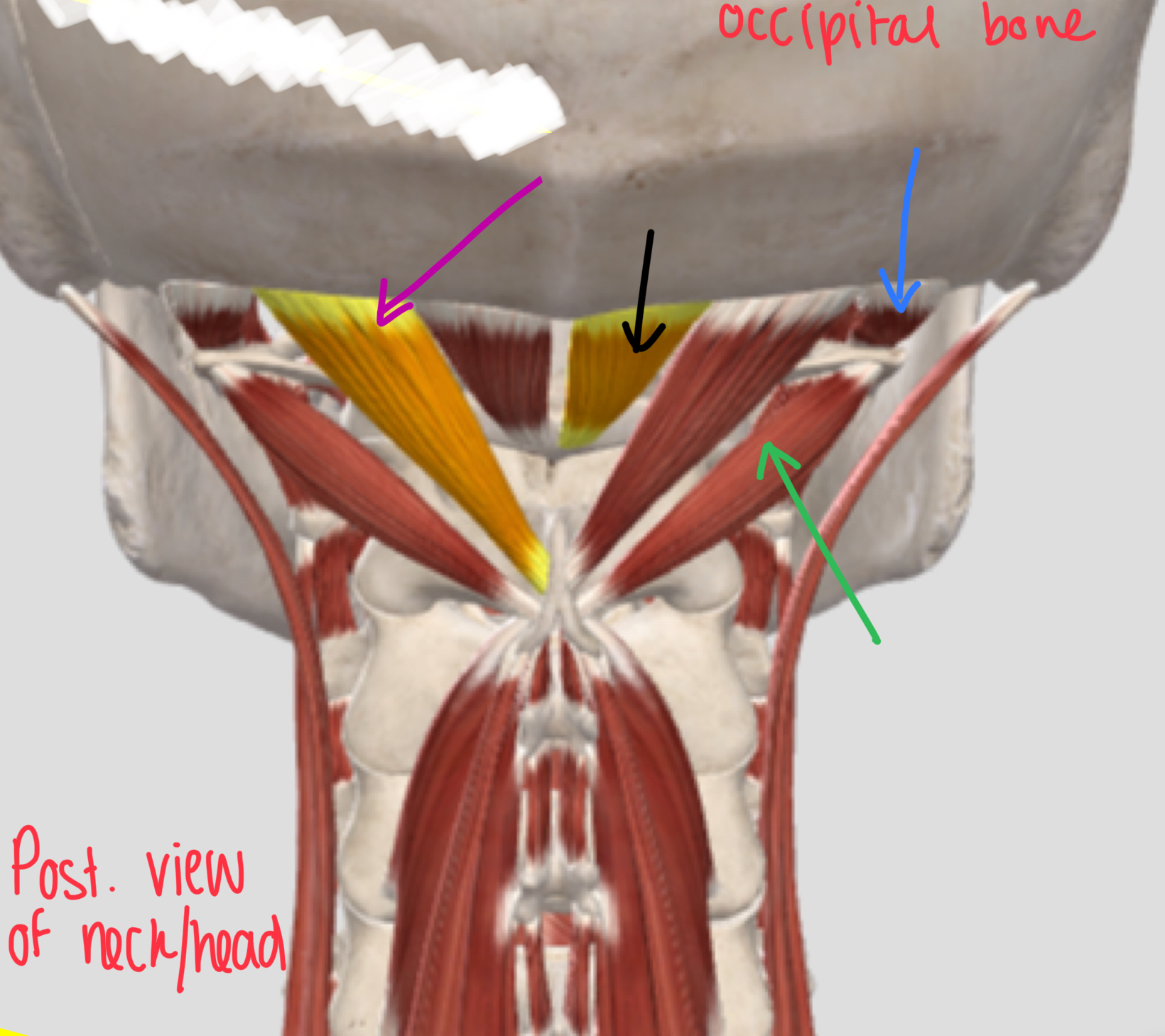 <p>What mm group?</p><p>What mm in the group?</p><p>Innervation?</p>