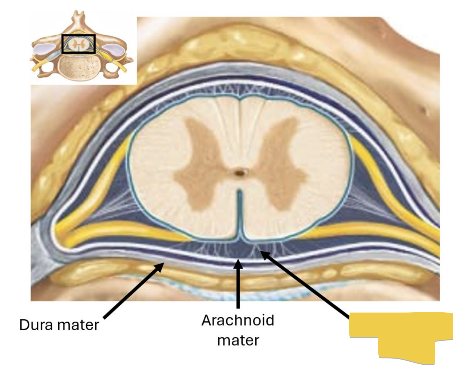 <p>located between arachnoid and pia mater</p><ul><li><p>contains cerebrospinal fluid (csf) — ultrafiltrate of plasma produced in ventricles of the brain</p></li><li><p>characteristics: clear, colorless, odorless</p></li><li><p>cushions brain</p></li><li><p>provides nourishment to and carries waste away from CNS</p></li></ul><p></p>