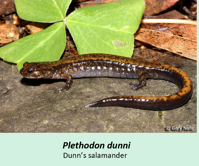<p><span>Woodland salamanders. Limbs don’t touch when adpressed, long tail</span></p><ul><li><p>lack specialized traits to distringuish other 4 CA genera</p></li><li><p>costal grooves</p></li><li><p>5 toes on hind feet</p></li></ul><p></p>
