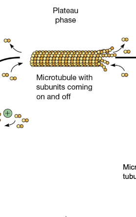 <ul><li><p><mark data-color="rgba(0, 0, 0, 0)" style="background-color: rgba(0, 0, 0, 0); color: inherit;">the final stage of in vitro microtubule assembly, where the concentration of free tubulin subunits reaches a stable point, and the overall polymer mass stops changing significantly</mark></p></li><li><p>microtubules with subunits coming on and off </p></li></ul><p></p>