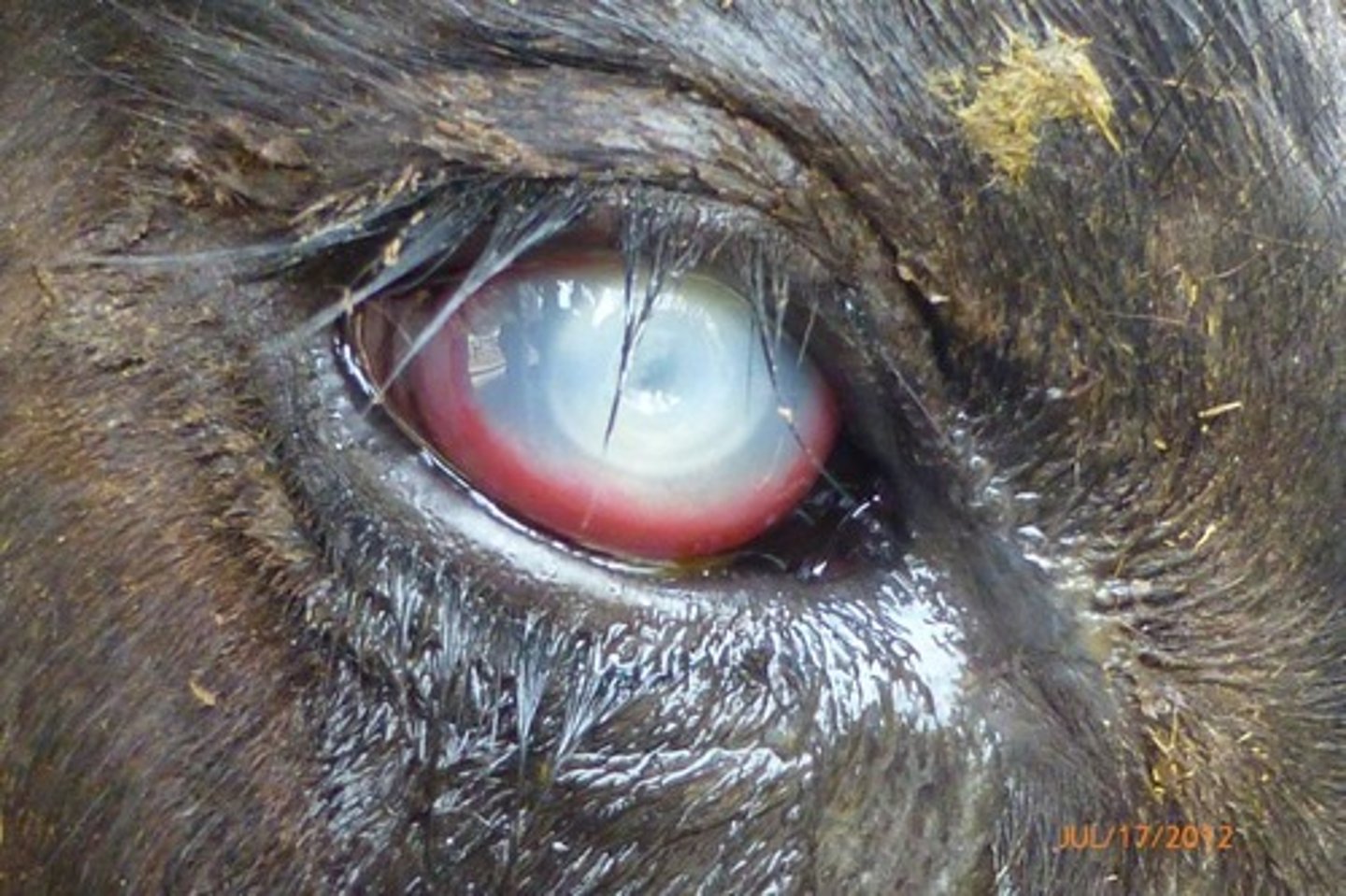 <p>this is a diagnostic indicator for Malignant Catarrhal Fever</p>