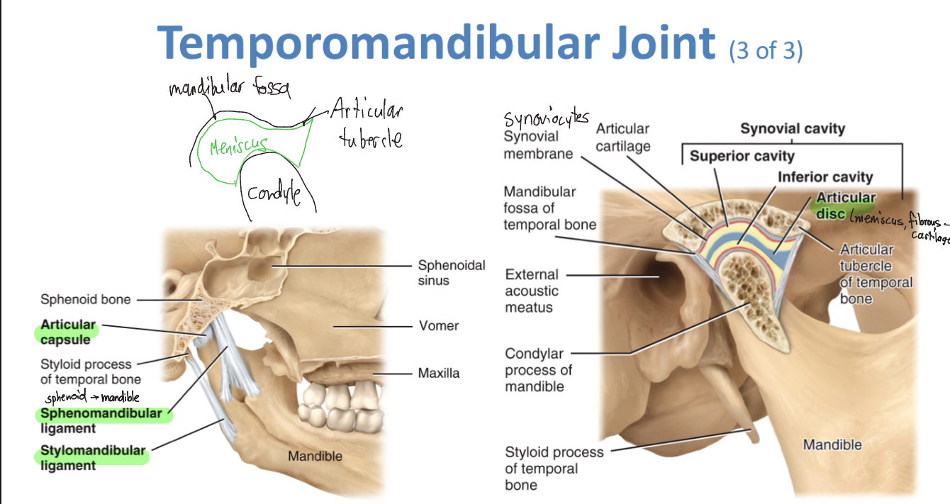<p>-meniscus, lateral ligament, sphenomandibular ligament, stylomandibular ligament</p><p>-</p>
