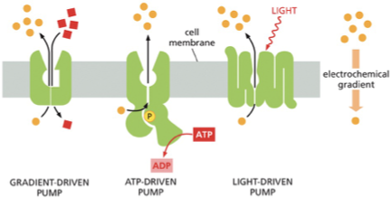 <ol><li><p>Gradient driven pumps: link the uphill transport of one solute across a membrane to the downhill transport of another</p></li><li><p>ATP driven pumps use the energy released by the hydrolysis of ATP to drive uphill transport</p></li><li><p>Light driven pumps - mainly found in bacterial cells use energy derived from sunlight to drive uphill transport </p></li></ol><p>These different forms of active transport are often linked </p><p></p>