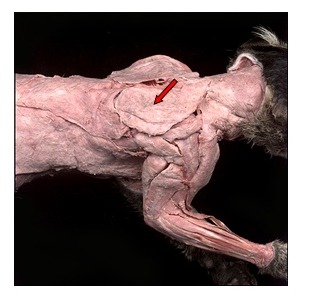 knowt flashcard image