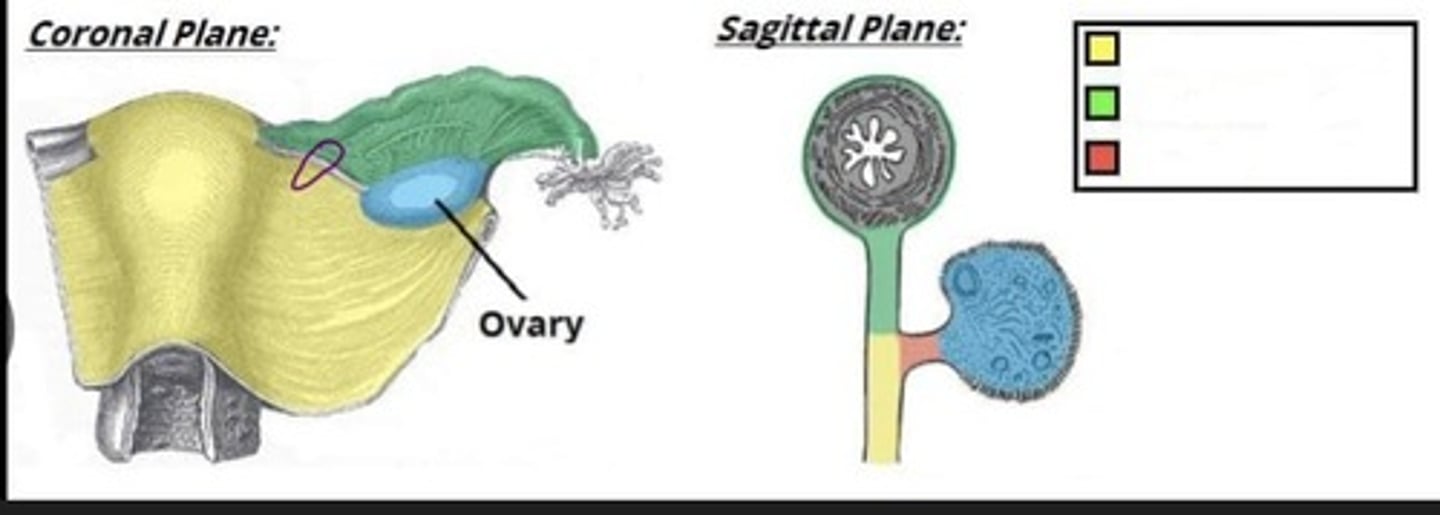 <p>Purple circle</p>